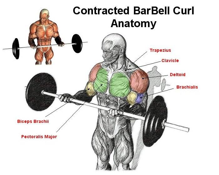 Bigger Biceps 3 Exercises For Massive Bicep Size multiple fitness