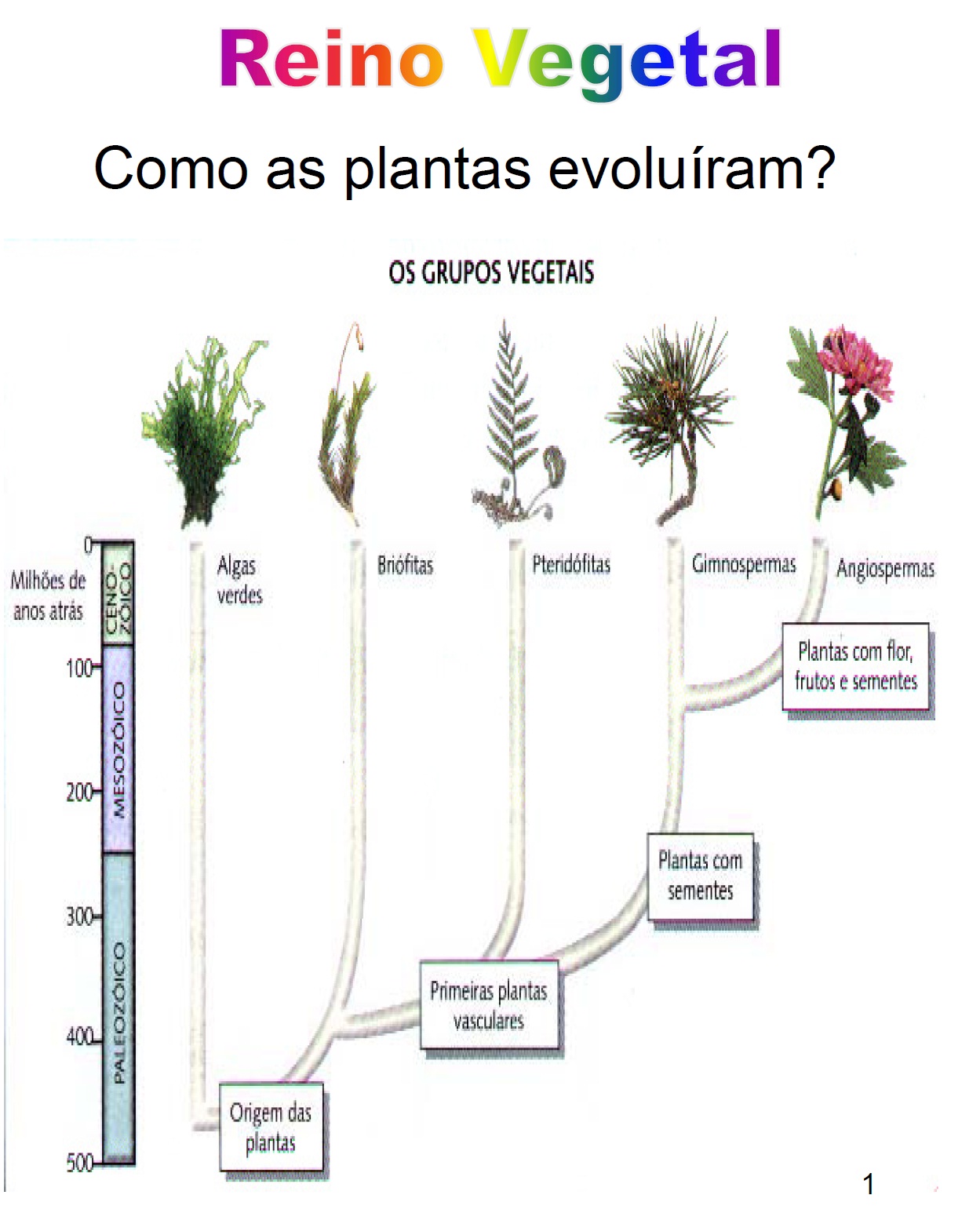 Sintético 101+ Foto Que Es El Reino De Las Plantas Cena Hermosa