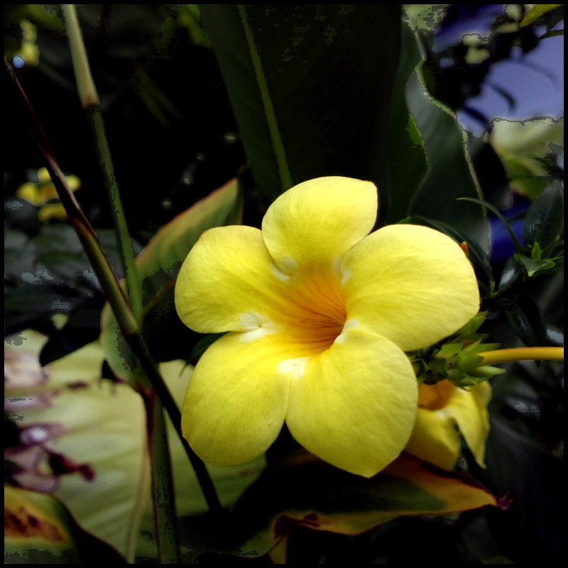 Flowers in Singapore, the "Garden City" Photos