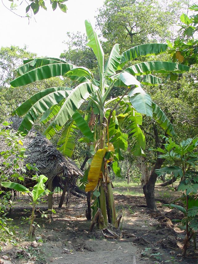 KLASIFIKASI TUMBUHAN BERBIJI Pisang Musa paradisiaca 