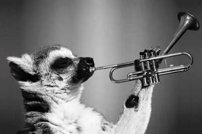 Funny Stuff Funny Animal Pictures funny photo gallery, funny stuff, funny animal pictures