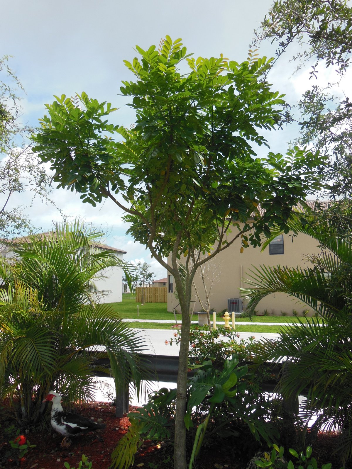 South Florida Gardening Blog