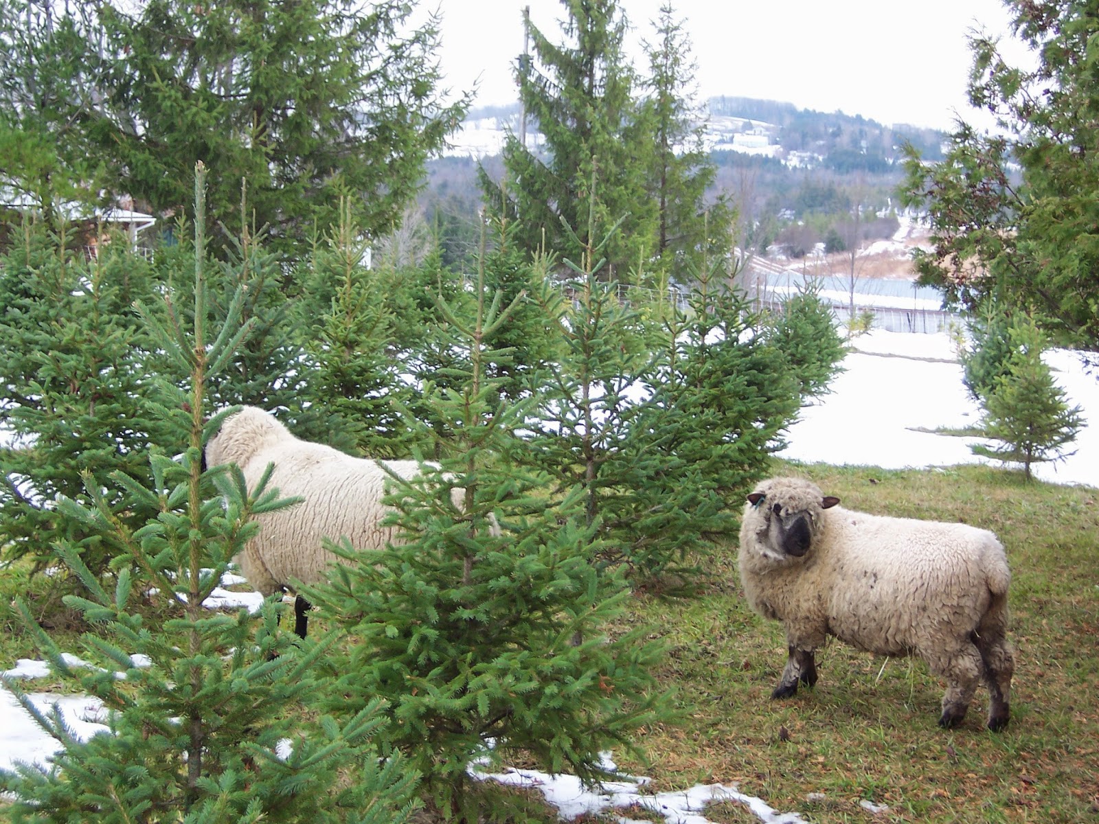 Potash Creek Farms Pictures