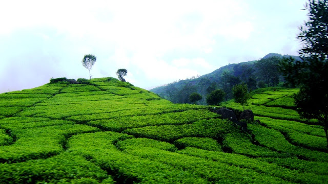 PESONA KEINDAHAN KEBUN TEH SUBANG JAWA BARAT
