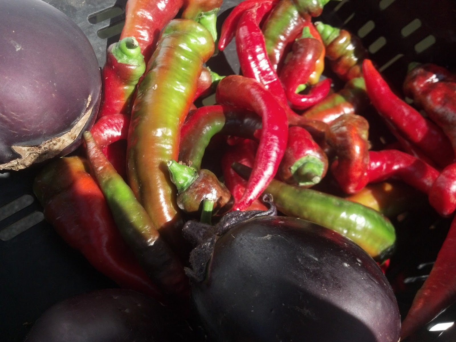 Life Well Lived: Slow Food Movement-“Slow food unites the pleasure of Life Well Lived: Slow Food Movement-“Slow food unites the pleasure of