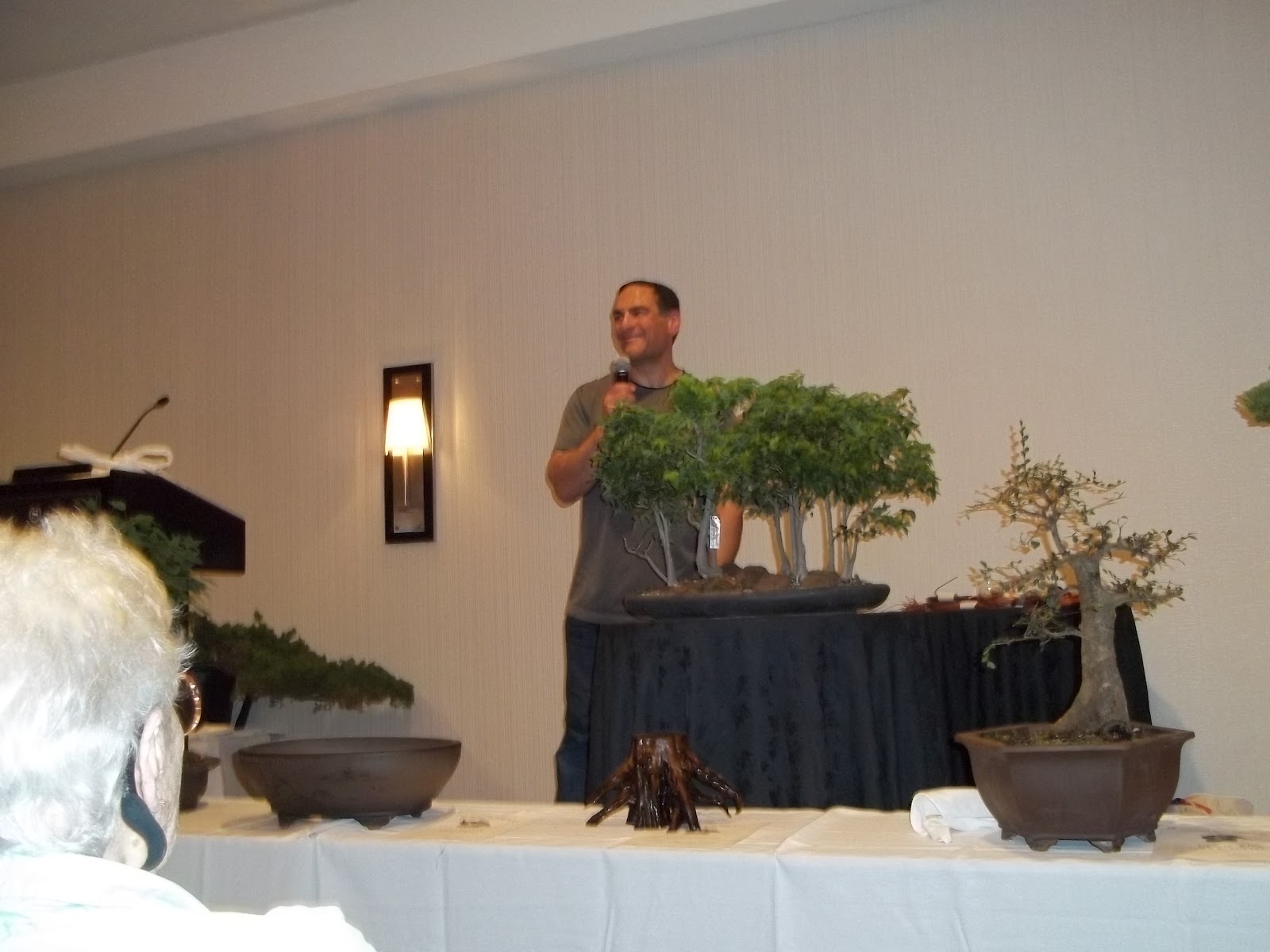 Bonsai Tree Dallas Texas at Stephen Cooks blog