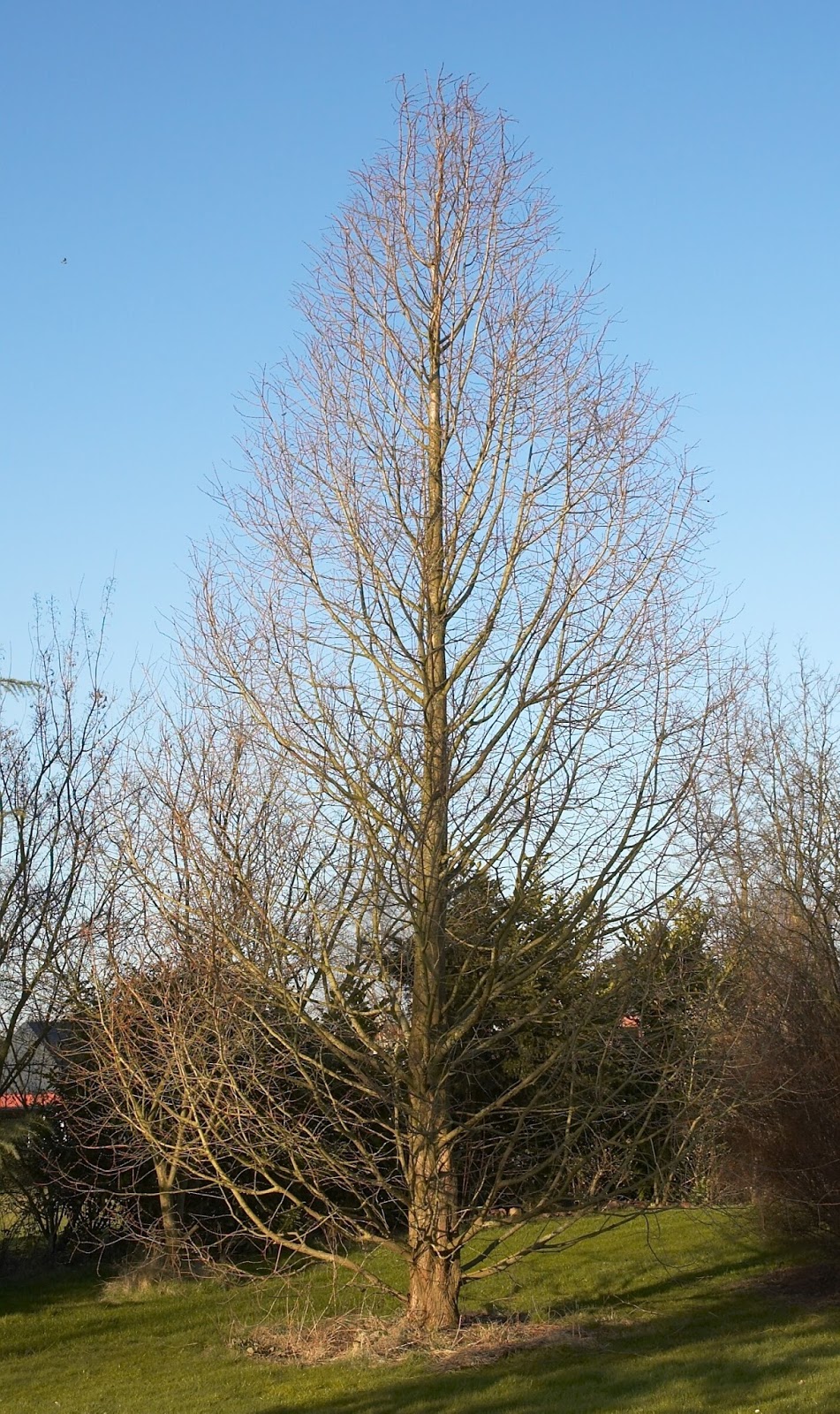 metasequoia glyptostroboides cone metasequoia glyptostroboides cone