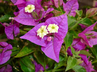 Bougainvillea