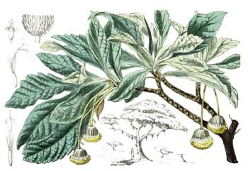 arbol madera de goma Commidendrum robustum