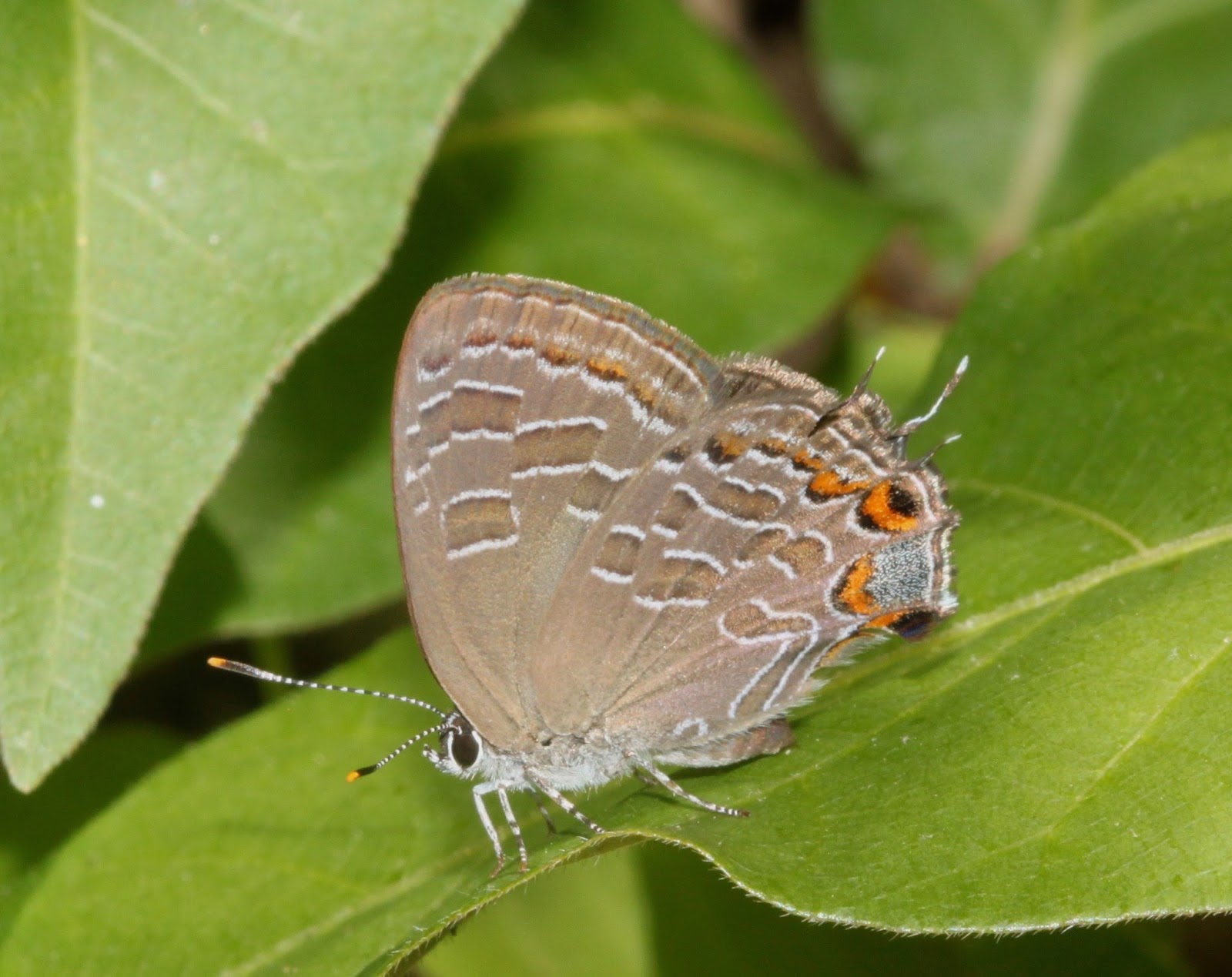 Sweating the Small Stuff 75 Common Arkansas Insects (continued)