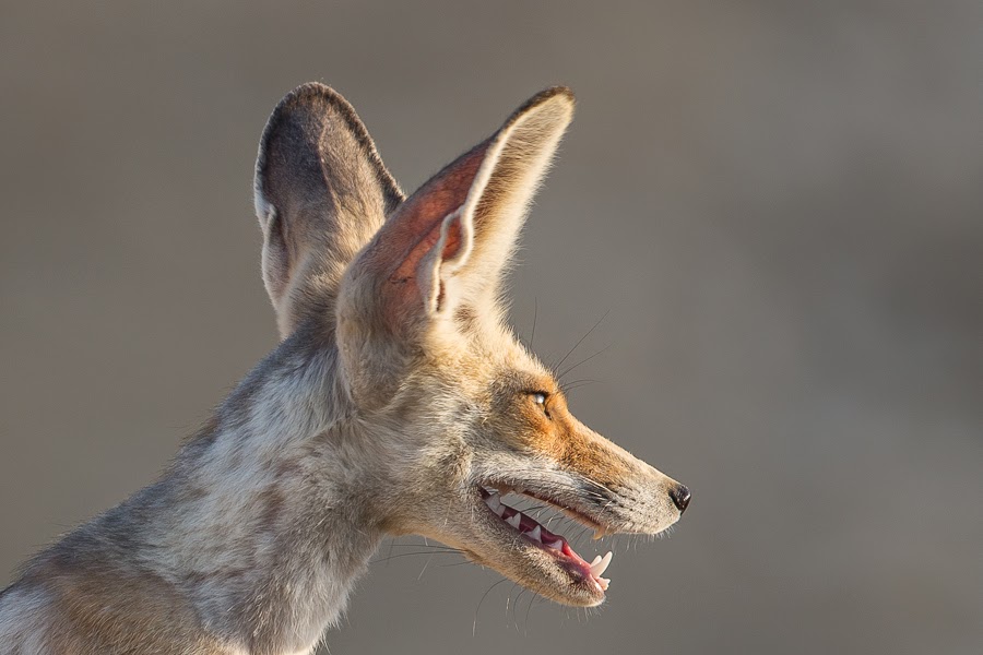 birds-of-saudi-arabia-arabian-red-foxes-dhahran-hills