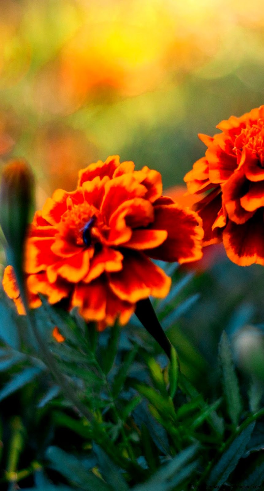 File Name  Flower20pair20Galaxy20S520Wallpapers Resolution