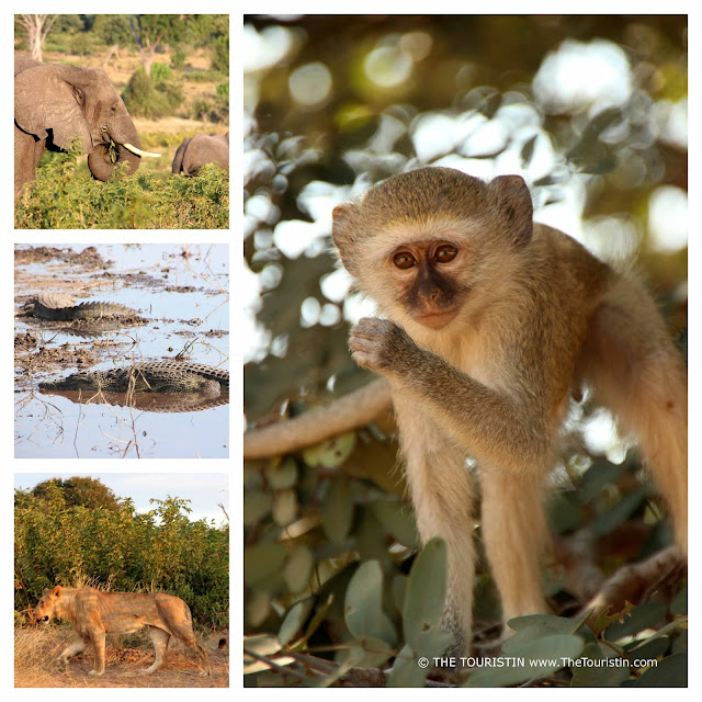 Elephants, crocodiles, lions, monkeys in Chobe National Park in Botswana
