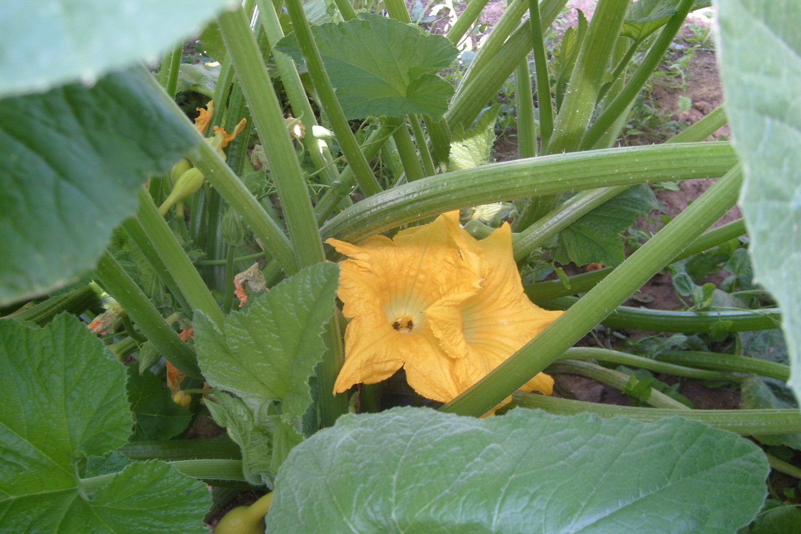 Katrina's Kitchen Composting, How to Start