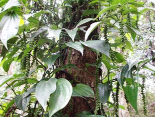 flora andhrika plant wealth of andhra pradesh india part i introduction gymnosperms nymphaeales to asparagales flora andhrika plant wealth of andhra