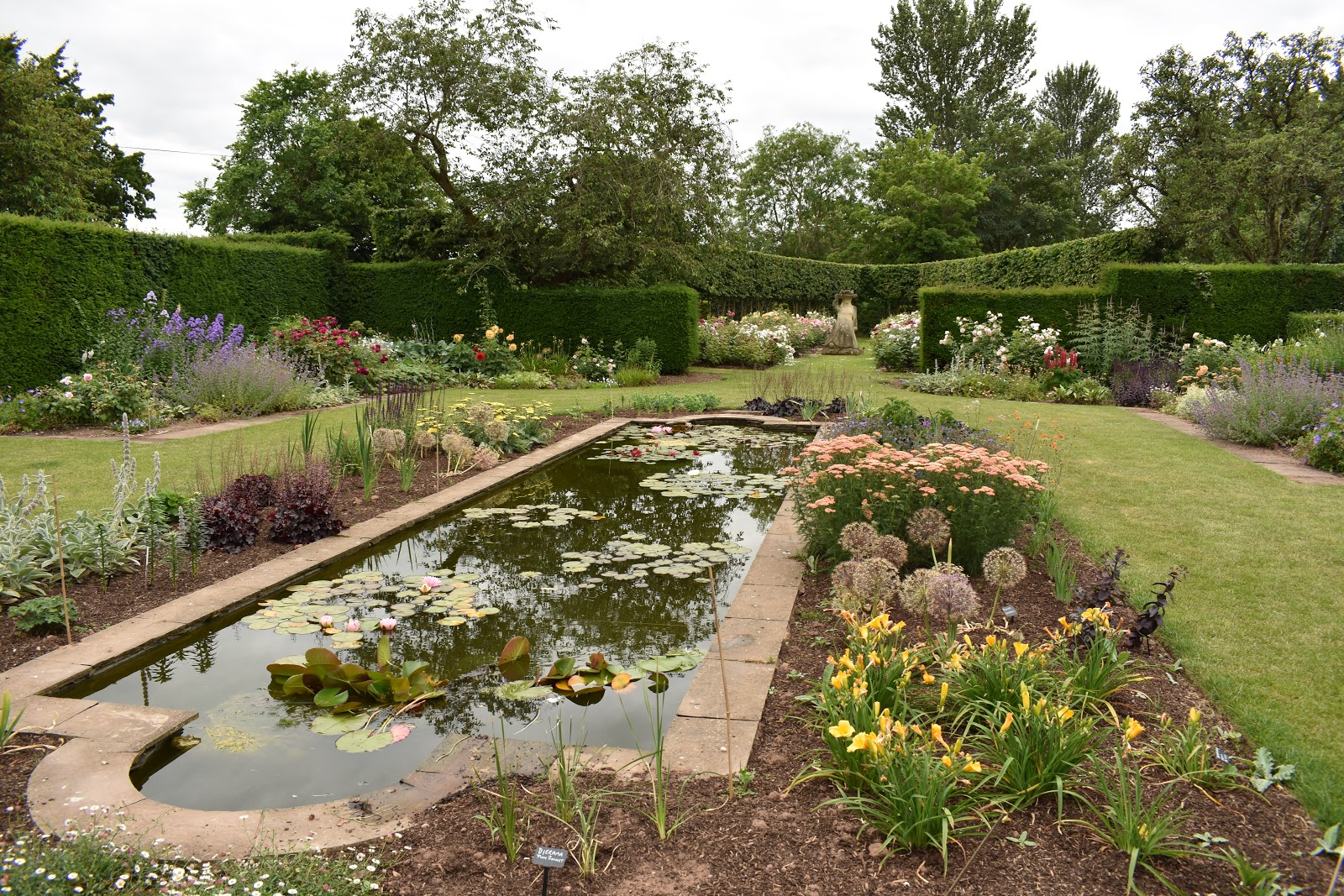 A scented day at David Austin Roses