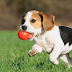 Pets: How To Take Care Of Your Puppy