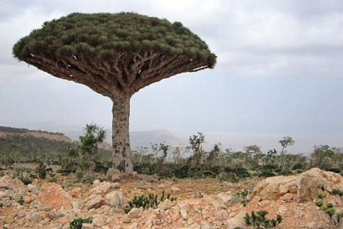 isla de Socotra árbol