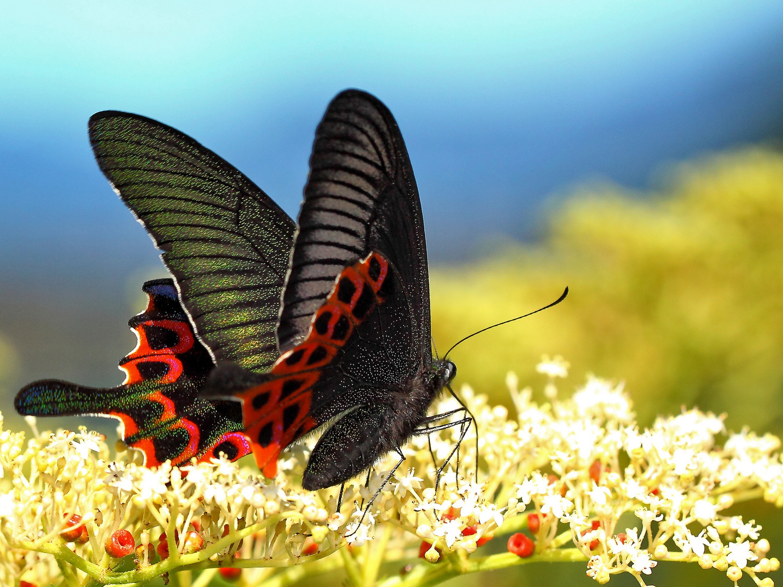 Fotografías de coloridas mariposas de primavera