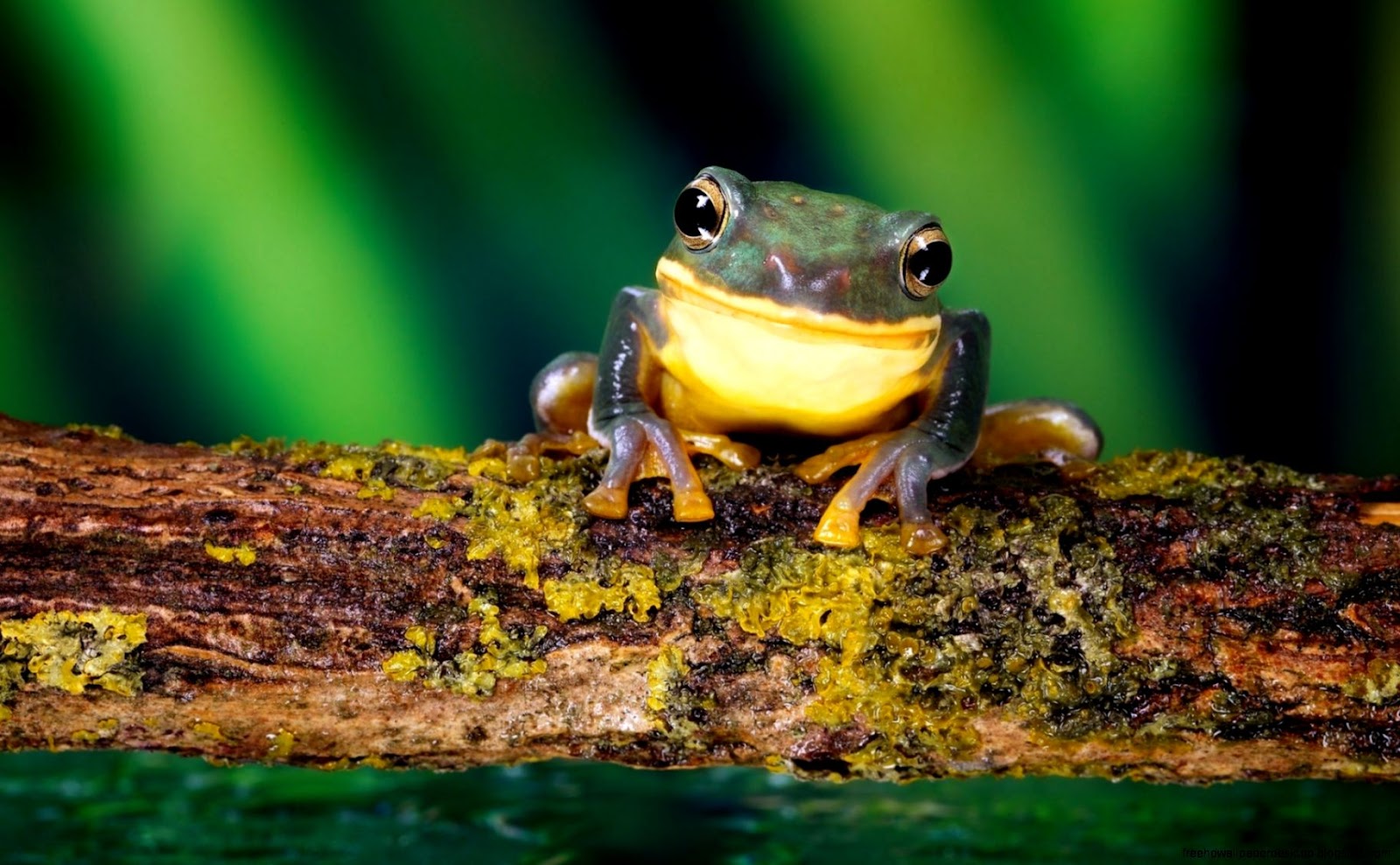 Frogs Amphibians Animals
