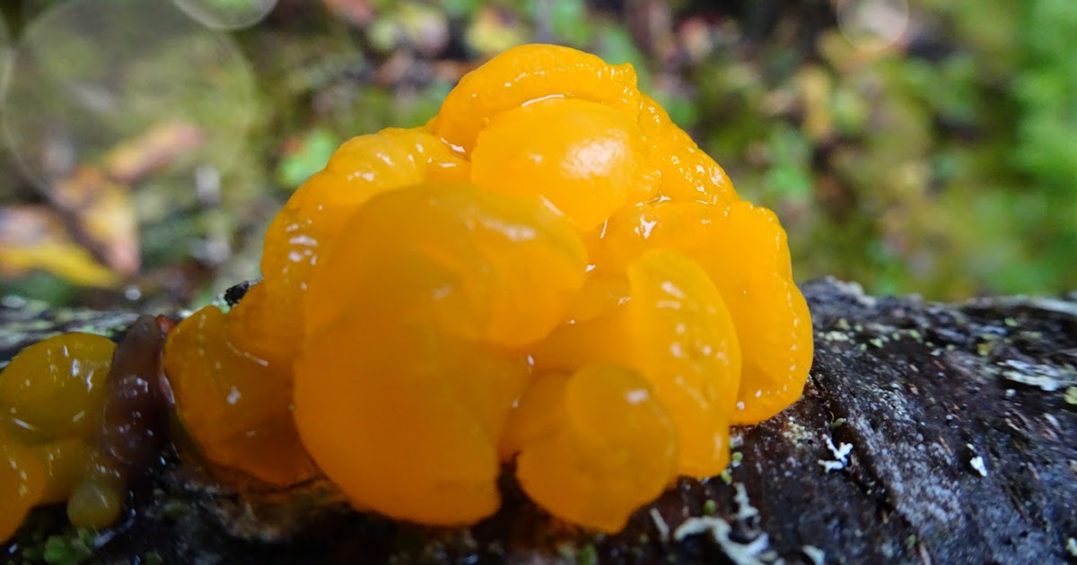 Orange Jelly Fungus Photo Dacrymyces Palmatus Newfoundland ArtByJudieAnn