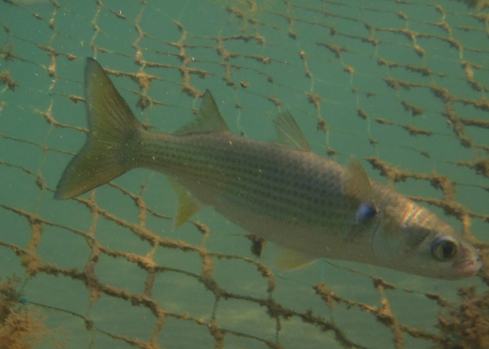 mar menor mar mayor: Mugil cephalus. Mújol
