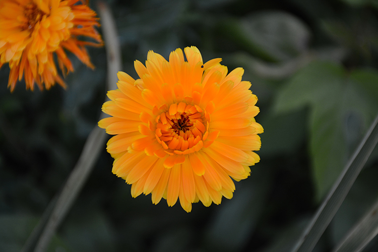 flowers; blooms | My Darling Days flowers; blooms | My Darling Days