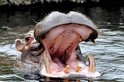 Hippo Open Mouth 22