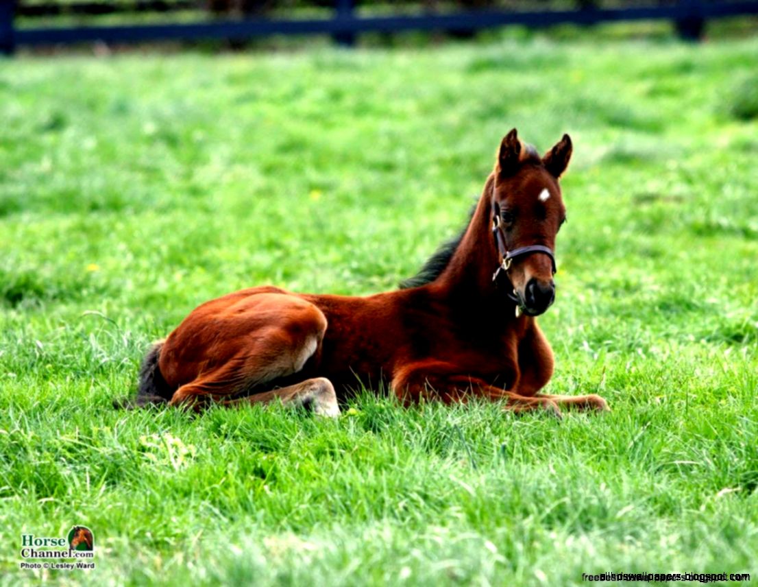 Desktop Wallpaper Horses Springtime  Free Best Hd Wallpapers