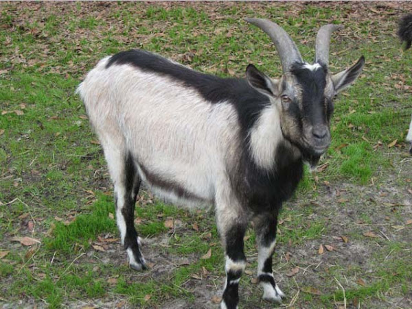 alpine goats, alpine, alpine goat pictures, alpine goat breed