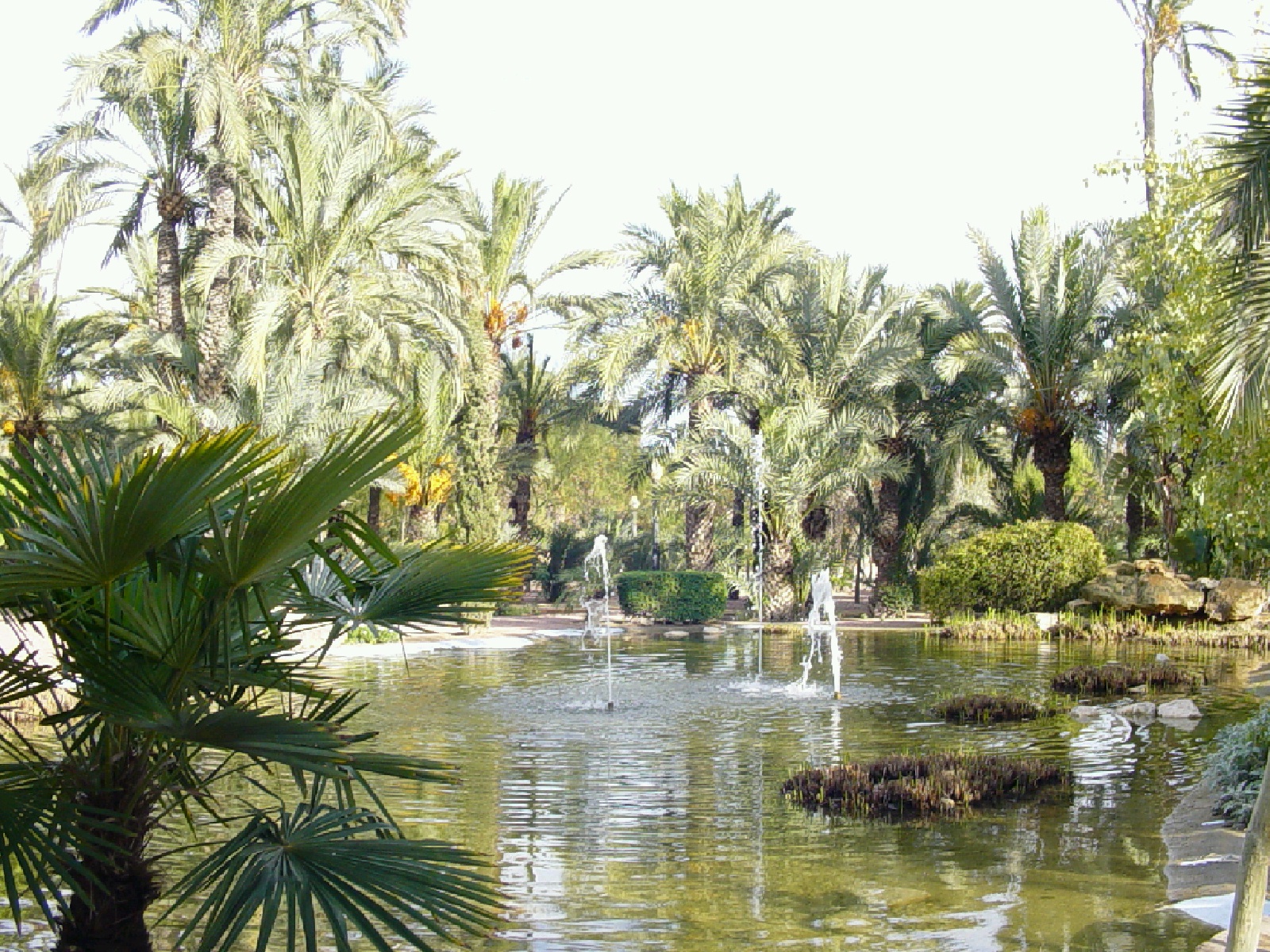 Postcards from Spain: Elche