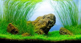 rata para pemula sering kebingungan mencari model tema aquascape yang akan diterapkan 10 Model Tema Aquascape Terbaik Disertai Contoh Gambarnya