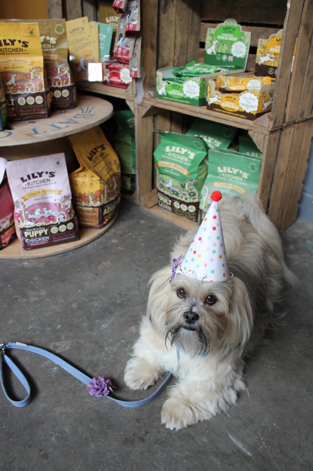 Hounds NewcastleUnderLyme Staffordshire Paws across Britain