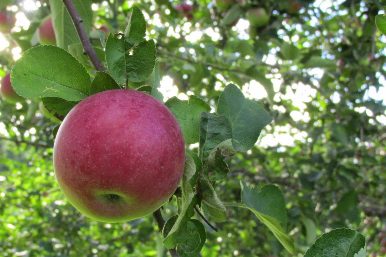 Alternative Roots Farm Apples McIntosh