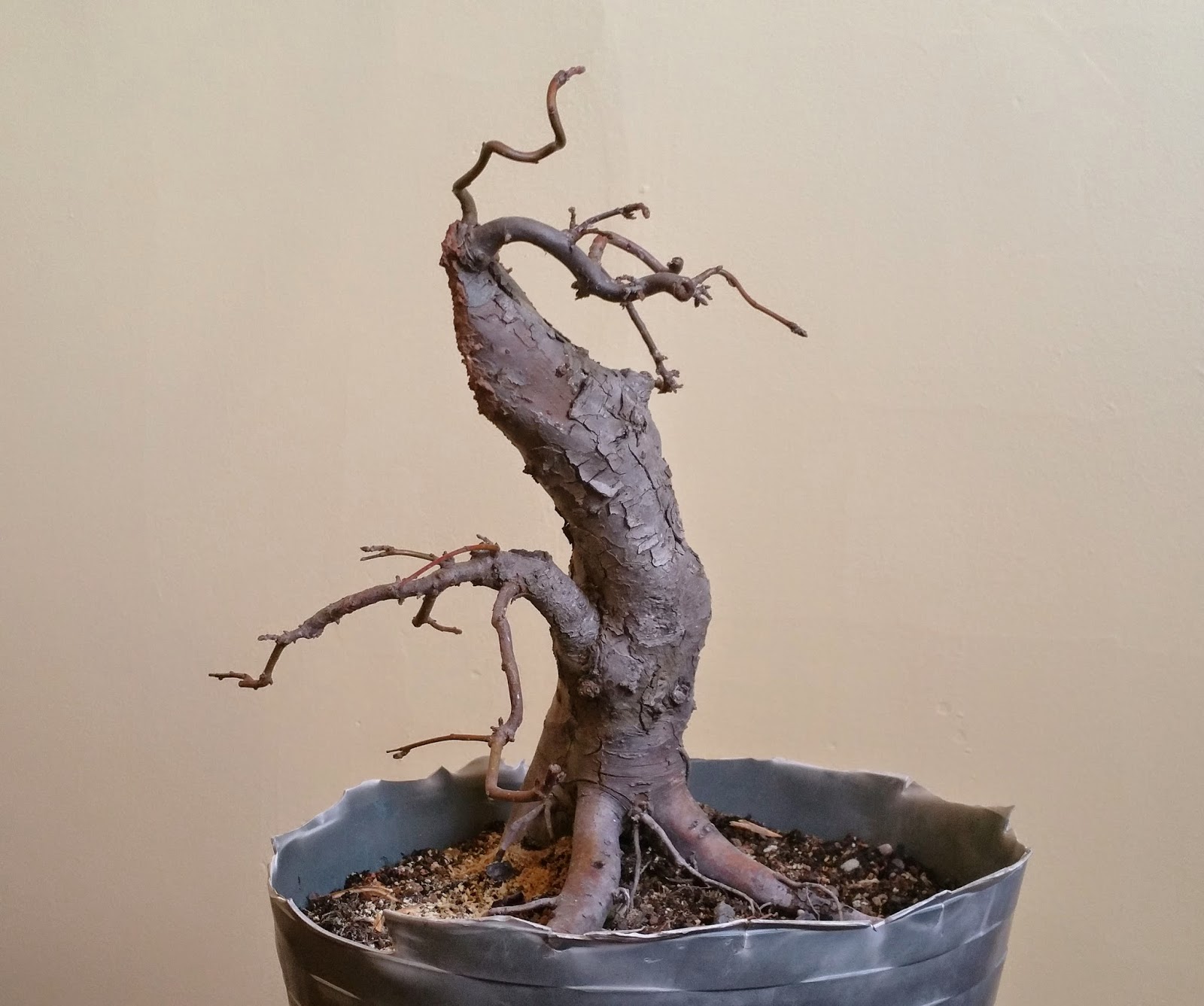 Laser Beam Bonsai Crabapple Bonsai Trunk Chop, Bonsai Senses, and 3D