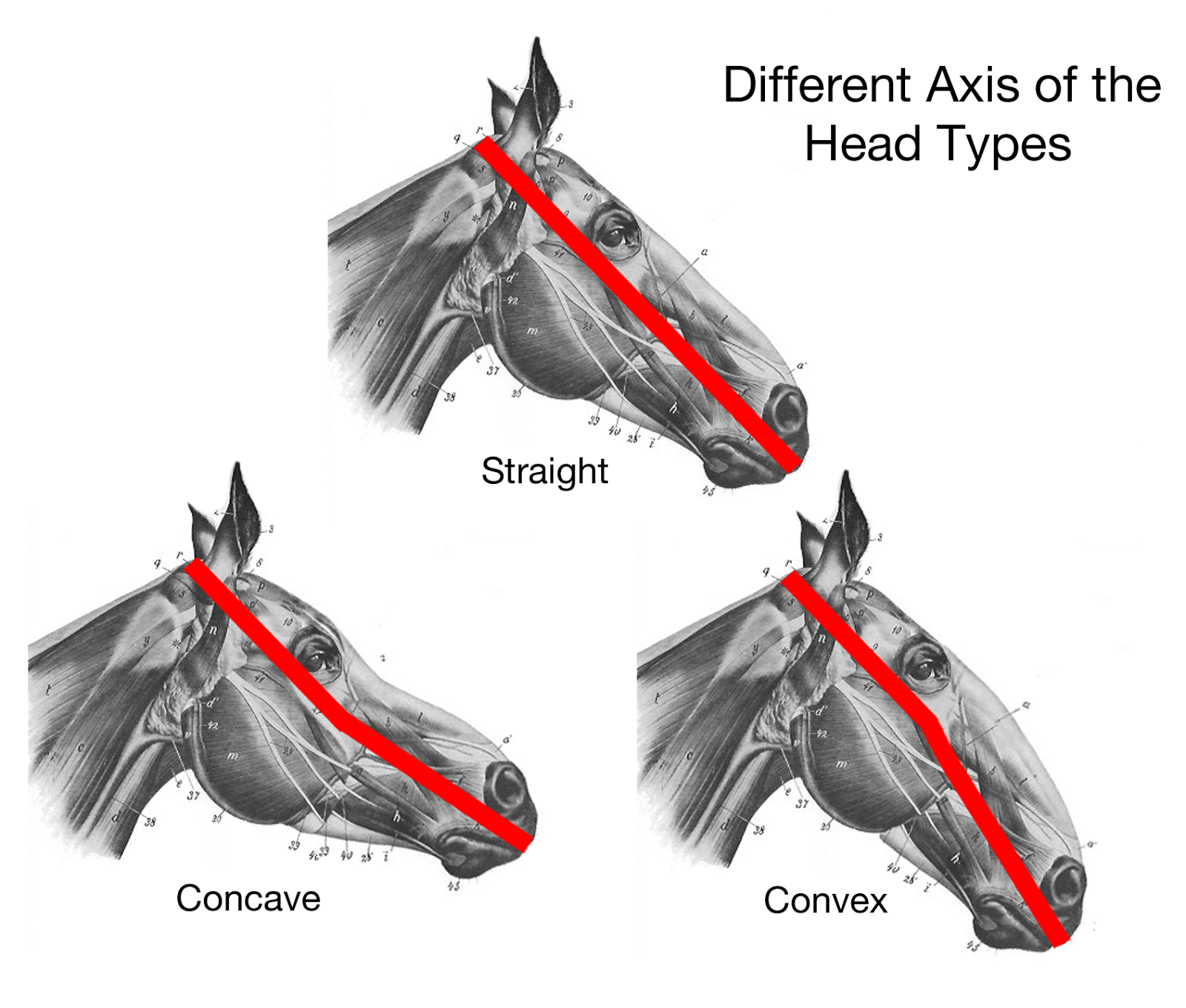 Horse anatomy, Horse painting, Horse inspiration