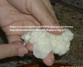 Kefir Alimento Probiótico