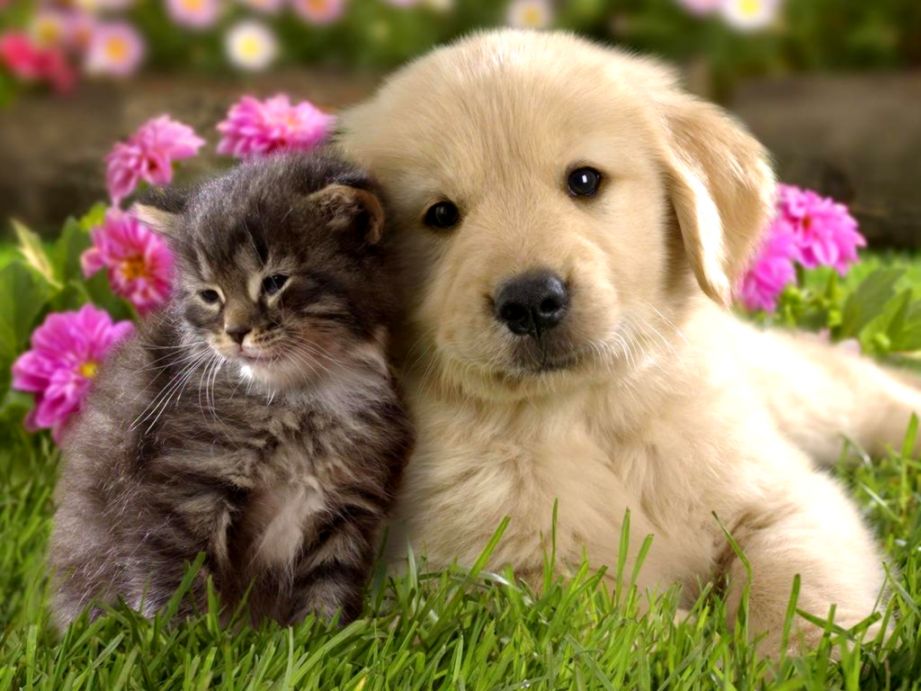 Cute Animal Screensavers Views Wallpapers