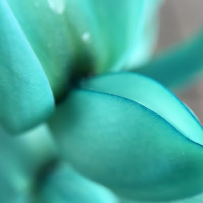 Close-up of the Jade Vine, taken with my iPhone 6s and Olloclip macro lens