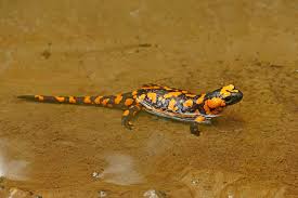 Colorfully salamanders list