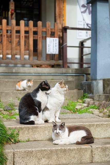 Cats in Cat Island Tashirojima in Japan