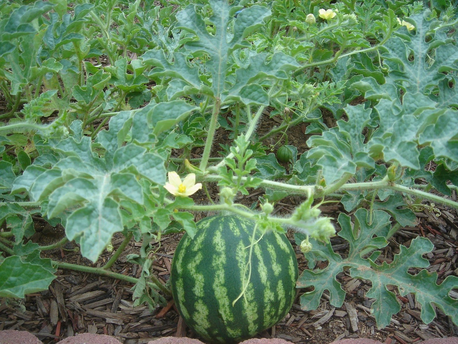 COHorts February 2016