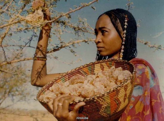 Blue Nile state Kordofan cry beloved Kordofan.