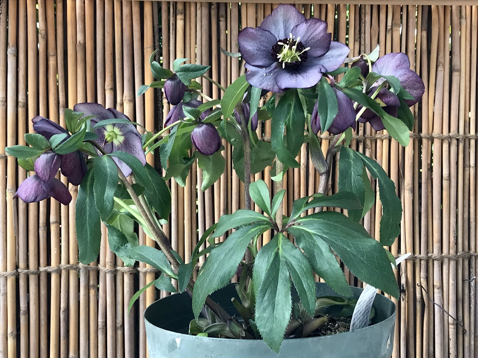 広島市植物公園ブログ クリスマスローズ展 開催中 3 3