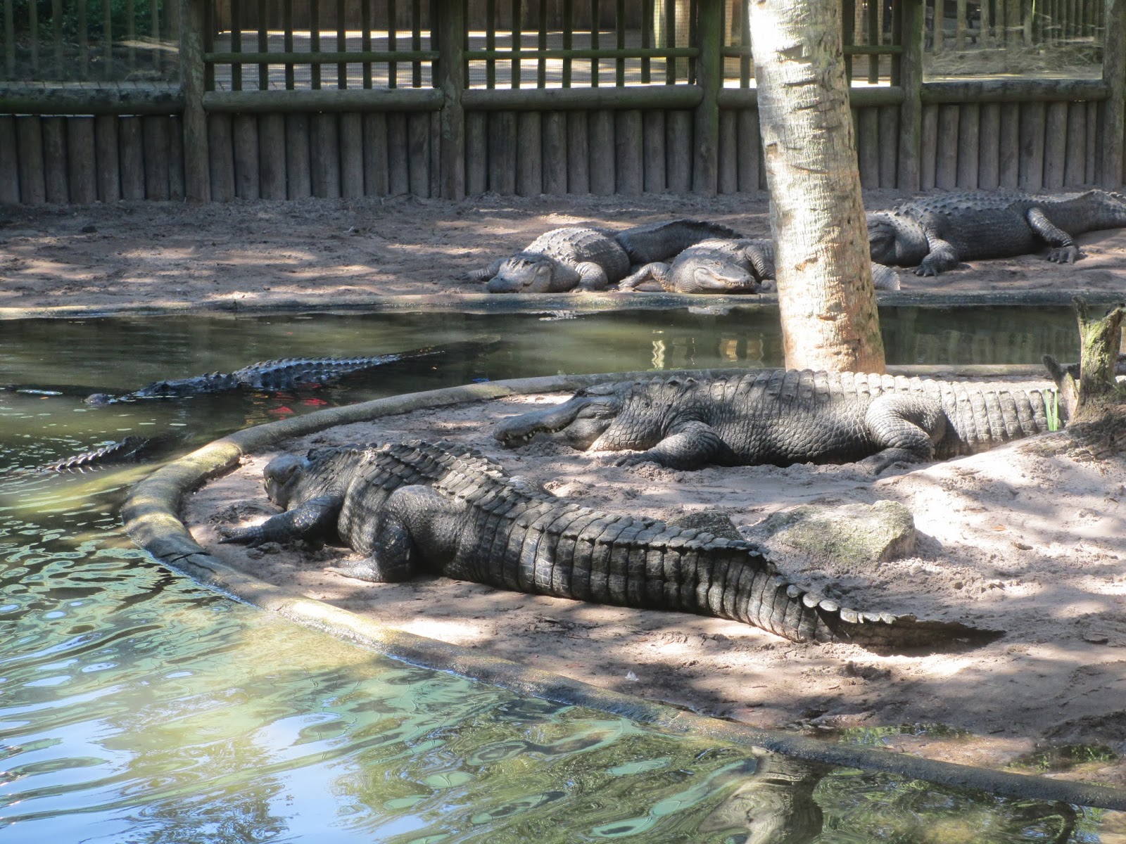 Ziplining Across the USA Friday October 25 Alligator Farm in St