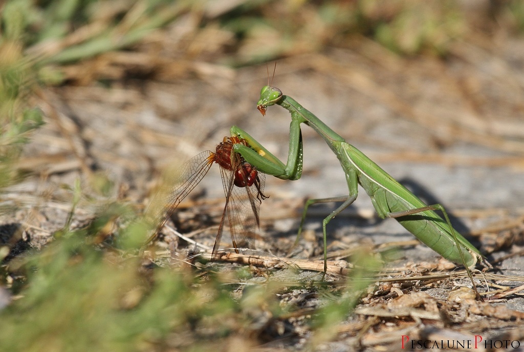 Mantis Rapture Pescalune Photo: October 2014