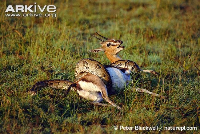 interactions between pythons and gazelles