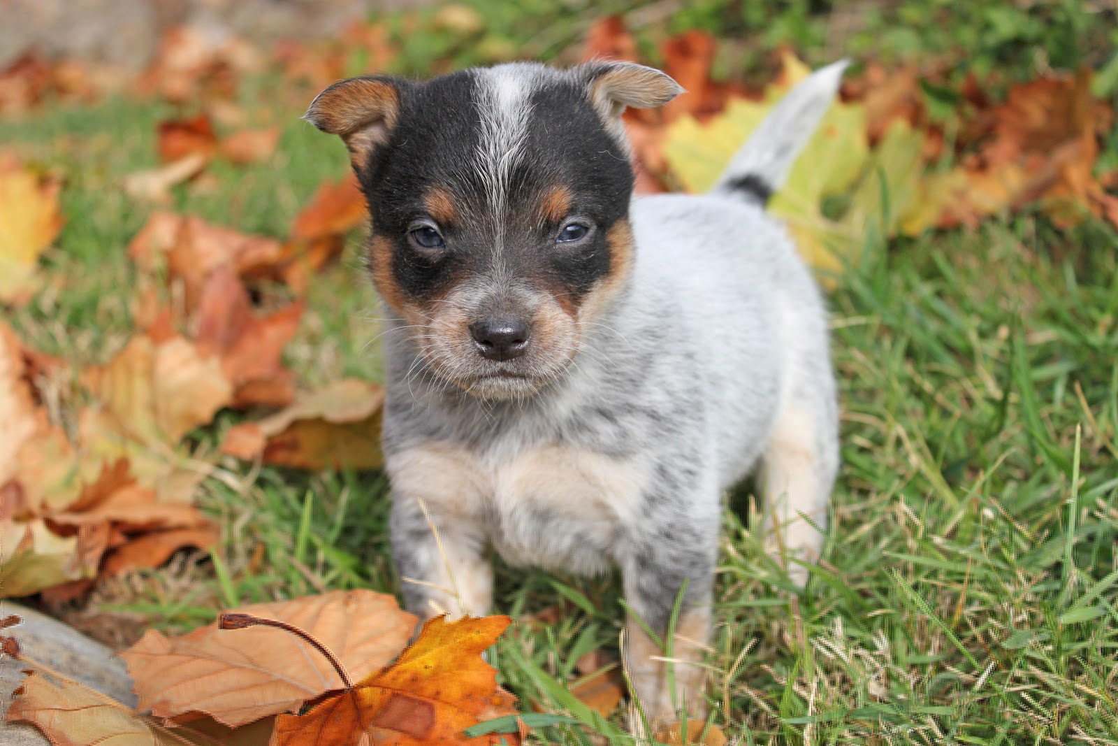 Queensland Heeler Puppy Dogs For Sale in Ventura County, Southern