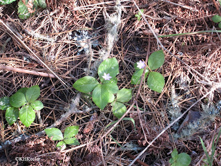 Trientalis europea, formerly Trientalis latifolia