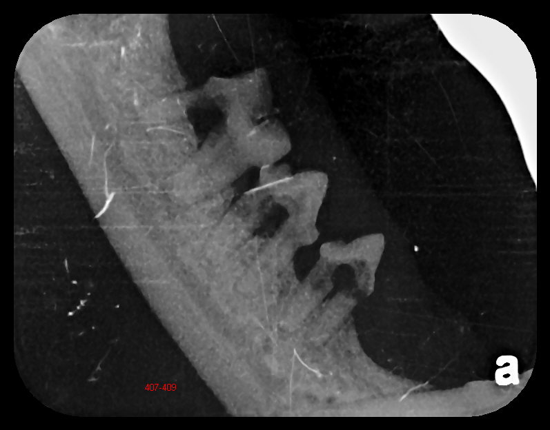 care-animal-hospital-george-and-his-very-very-painful-mouth